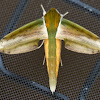 Yam Hawk-Moth