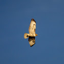 Red Tailed Hawk, young