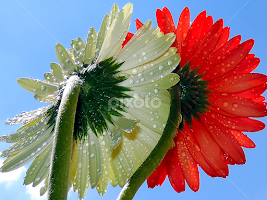 white with red by LADOCKi Elvira - Flowers Flower Arangements
