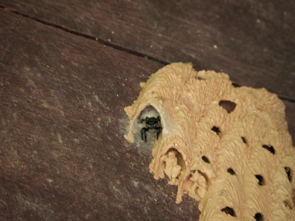 spider in pipe organ wasp's nest