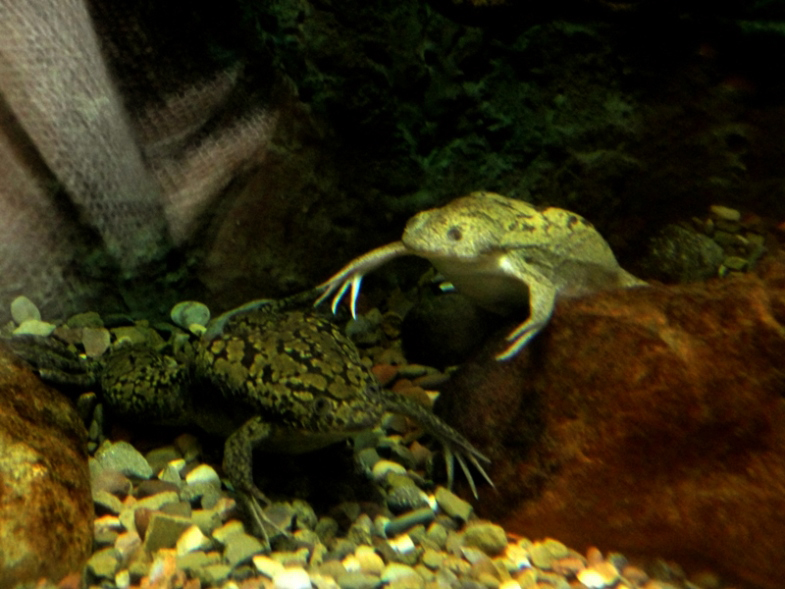 African Clawed Frog pair