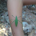leaf grasshopper