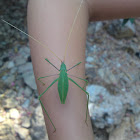 leaf grasshopper
