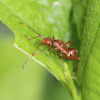 Ant-Mimetic Bug
