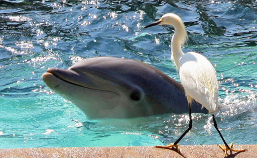A dolphin and a heron at SeaWorld in Orlando, Florida.
