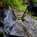 Oval St. Andrew’s Cross Spider