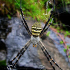 Oval St. Andrew’s Cross Spider