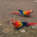 scarlet macaw