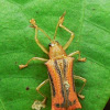 Chrysomelid beetle