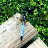 Blue Dasher(Adult Male)