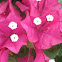 Bougainvillea