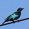 Greater Blue-eared Starling