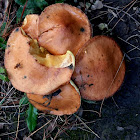 Weeping Bolete