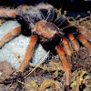 Fireleg Tarantula