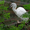 Little Egret