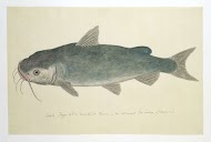 Clarias stappersii (catfish)