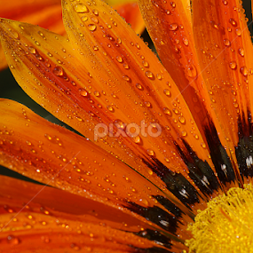 sunkissed by Bharat Dudeja - Flowers Single Flower