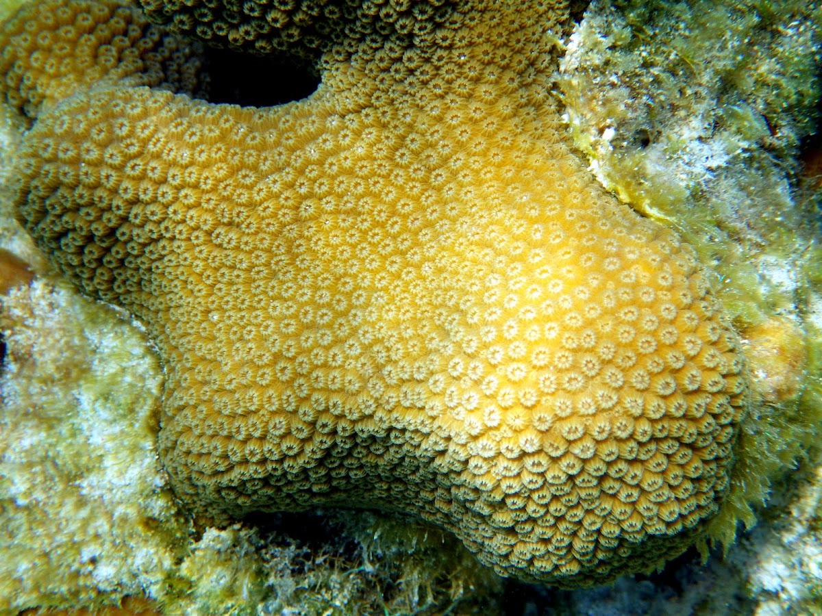 Mustard Hill Coral (Yellow Porites)