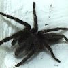  Philippine Dwarf tarantula