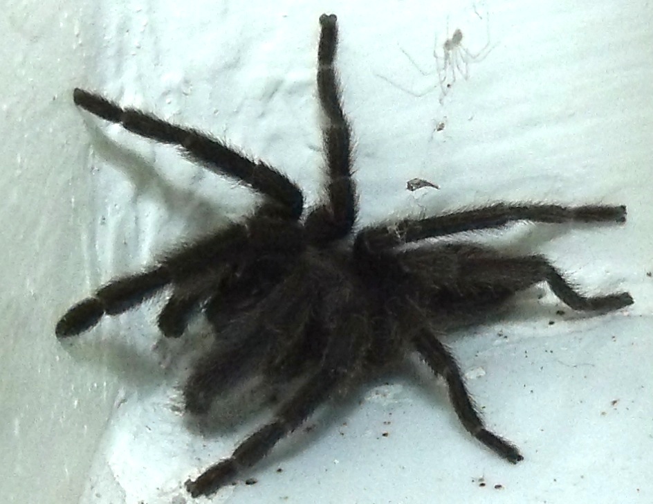  Philippine Dwarf tarantula