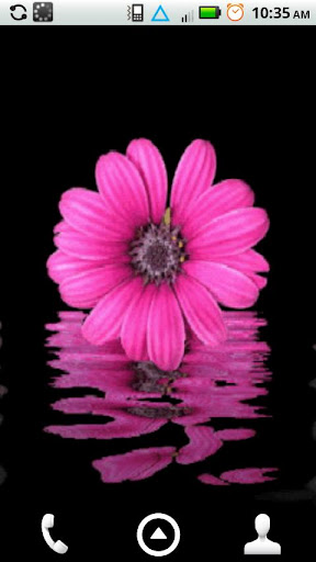 Pink Daisy