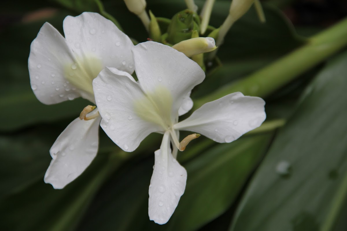 White Ginger Lily