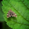Anthophila moth