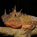 Horned Tree Lizard