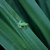 Green Treefrog