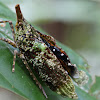 Giant Fulgorid Bug