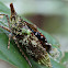 Giant Fulgorid Bug