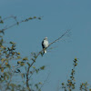 Black-shouldered Kite