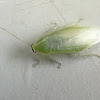 Green cockroach