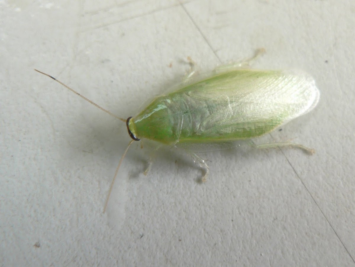Green cockroach | Project Noah