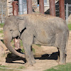 Asian elephant (female)