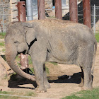 Asian elephant (female)