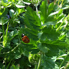Lady bug or ladybird beetle