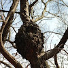 Tree Burl