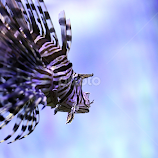 King of the Ocean by Jared Lantzman -  