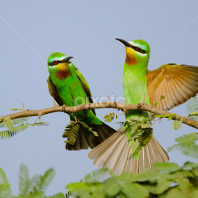 Happy wings by Dharmveer Suthar - Animals Birds