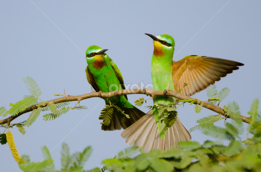 Happy wings by Dharmveer Suthar - Animals Birds