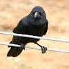 The Indian Jungle Crow
