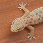 House Gecko (Juvenile)