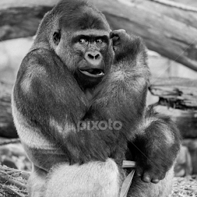 yes... that's right I'm watching you by Cheryl Waring - Animals Other Mammals