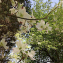 Dogwood blossom