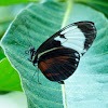 White-barred Longwing