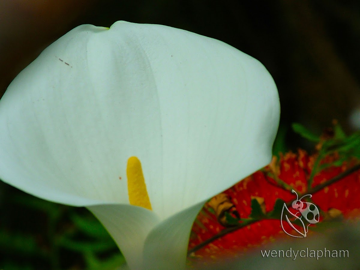 Arum lily