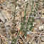 Rough Horsetail