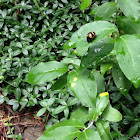 Milkweed beetle.