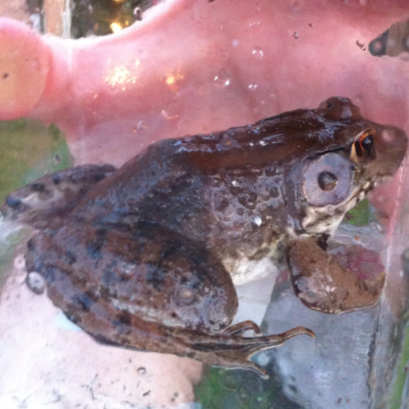 Bronze Frog Project Noah